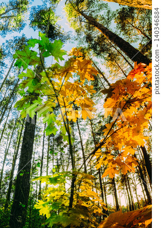 Low angle view of green and yellow maple leaves in a sunny pine forest. Autumn maple leaves in pine forest. Season change concept from summer to fall autumn. Low angle view of green and yellow maple leaves in a sunny pine forest. Autumn maple leaves in pine forest. Season change concept from summer to fall autumn. 140346884