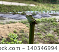 Farm Frogs 2 140346994