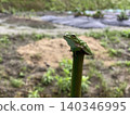 Farm frogs 140346995