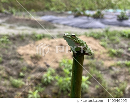 Farm frogs 140346995