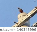 Wild bird 140346996