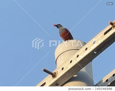 Wild bird 140346996