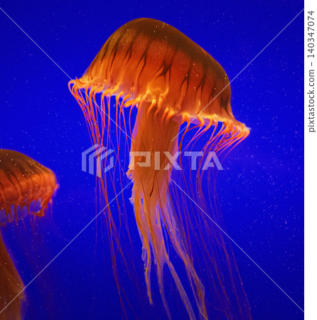 Two Jellyfish Swim On Blue Background. Japanese Sea Nettle Or Chrysaora Pacifica In Family Pelagiidae. Dangerous Jellyfish To Humans. Mesmerizing Swimming Of Jellyfish. Ocean Animal Two Jellyfish Swim On Blue Background. Japanese Sea Nettle Or Chrysaora Pacifica In Family Pelagiidae. Dangerous Jellyfish To Humans. Mesmerizing Swimming Of Jellyfish. Ocean Animal 140347074