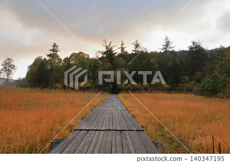 Autumn foliage of the grasses in Oze Marsh Autumn foliage of the grasses in Oze Marsh 140347195