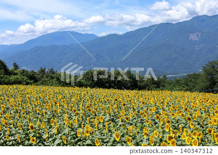 Sunflower fields in Hokuto City, Yamanashi Prefecture Sunflower fields in Hokuto City, Yamanashi Prefecture 140347312