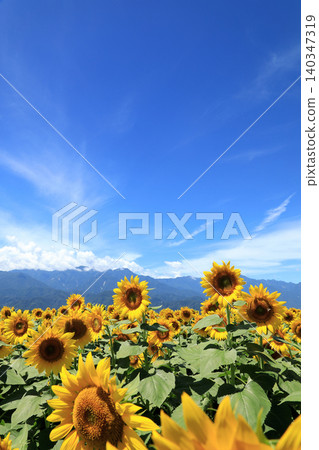 Sunflower fields in Hokuto City, Yamanashi Prefecture Sunflower fields in Hokuto City, Yamanashi Prefecture 140347319