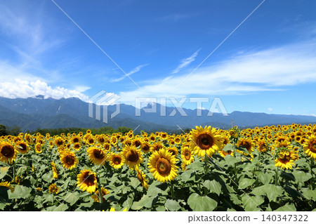 Sunflower fields in Hokuto City, Yamanashi Prefecture Sunflower fields in Hokuto City, Yamanashi Prefecture 140347322