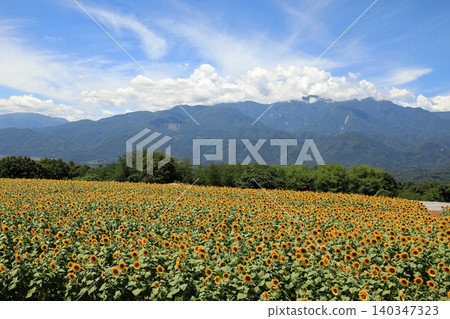 Sunflower fields in Hokuto City, Yamanashi Prefecture Sunflower fields in Hokuto City, Yamanashi Prefecture 140347323