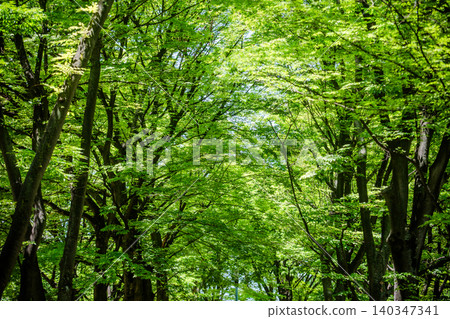 Fresh green 140347341