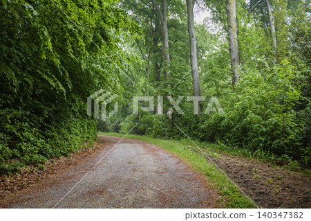 Forest path in summer park with lush green trees and dirt road leading into the woods Forest path in summer park with lush green trees and dirt road leading into the woods 140347382