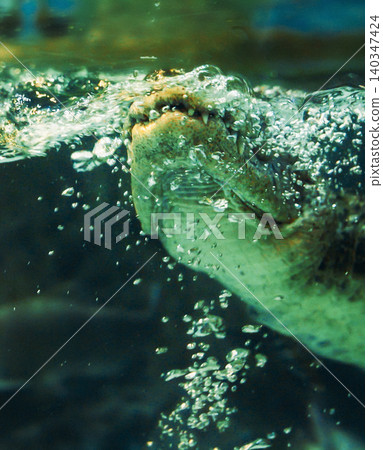 Shanghai, China. Chinese Alligator Slow Motion Swims And Dives In Shanghai Ocean Aquarium. Crocodilian Endemic To China. Young Chinese Alligator Sticks Its Head Out Of Water To Breathe. Its Armored 140347424