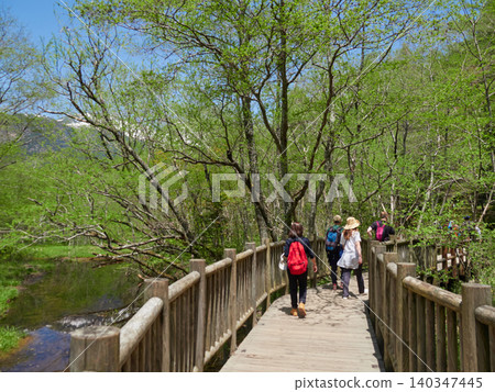 上高地是熱門的春季旅遊勝地,這裡綠樹成蔭,景色宜人,還能看到外國遊客沿著小徑漫步。 上高地是熱門的春季旅遊勝地,這裡綠樹成蔭,景色宜人,還能看到外國遊客沿著小徑漫步。 140347445