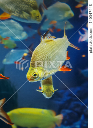 Shanghai, China. Aquarium Filled With Tinfoil Barb Fishes Close up View. Tinfoil Barb Is Schooling Species. Active And Entertaining Fishes. Tinfoil Barb Grouped Together In Underwater. Fish Tinfoil Shanghai, China. Aquarium Filled With Tinfoil Barb Fishes Close up View. Tinfoil Barb Is Schooling Species. Active And Entertaining Fishes. Tinfoil Barb Grouped Together In Underwater. Fish Tinfoil 140347448