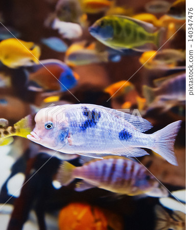 Shanghai, China. Colorful Fishes Float In Zoo Aquarium. Different Colored Fish In Aquarium. Colorful Cichlids Swim At Aquarium. Cichlids Large, Diverse, And Widespread Family Cichlidae, Order Shanghai, China. Colorful Fishes Float In Zoo Aquarium. Different Colored Fish In Aquarium. Colorful Cichlids Swim At Aquarium. Cichlids Large, Diverse, And Widespread Family Cichlidae, Order 140347476