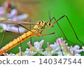 Spotted crane fly 140347544