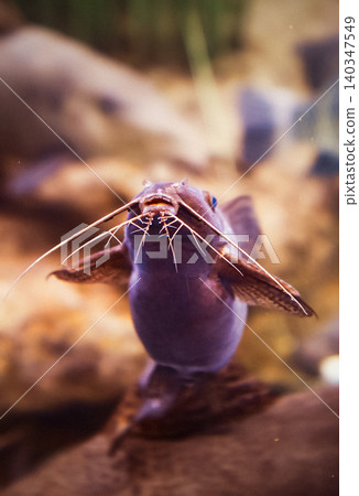 Shanghai, China. African Sharptooth Catfish Swimming In Aquarium. Clarias Gariepinus Is Species Of Catfish Of Family Clariidae. Airbreathing Catfish 140347549