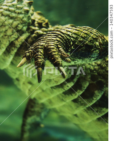 Shanghai, China. Chinese Alligator Swimming In Shanghai Ocean Aquarium. Crocodilian Endemic To China. Young Chinese Alligator, Close-up View. Its Armored Scales Gleaming Shanghai, China. Chinese Alligator Swimming In Shanghai Ocean Aquarium. Crocodilian Endemic To China. Young Chinese Alligator, Close-up View. Its Armored Scales Gleaming 140347593