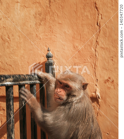 Monkey Holding Railing in Jaipur 140347720