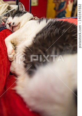 動物/貓 動物/貓 140347882