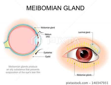 Meibomian gland. Front and side view of human eye with eyelids, Eyelashes openings of tarsal glands 140347931