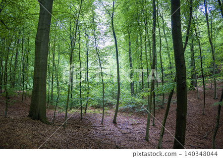 Lush green beech forest with tall trees and brown autumn leaves on the ground in a beautiful seasonal nature reserve Lush green beech forest with tall trees and brown autumn leaves on the ground in a beautiful seasonal nature reserve 140348044
