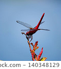Shoujo dragonfly 140348129