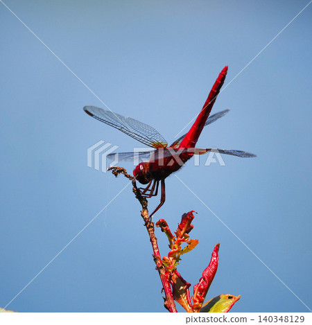 Shoujo dragonfly Shoujo dragonfly 140348129