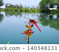 A red-winged dragonfly perched on the edge of a pond. 140348131