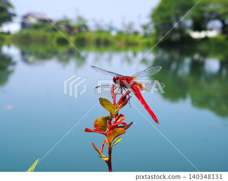 A red-winged dragonfly perched on the edge of a pond. 140348131