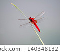 A red dragonfly perched on a blade of grass 140348132