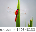 A red dragonfly perched on a blade of grass 140348133