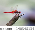 A red dragonfly perched on a branch 140348134