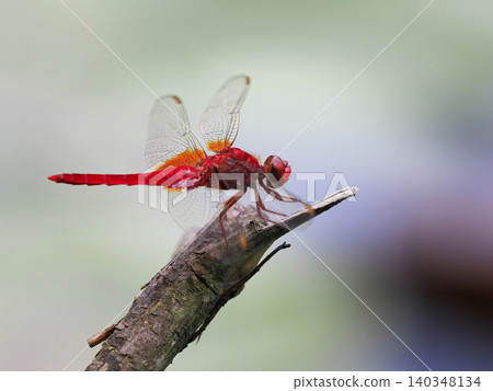 A red dragonfly perched on a branch A red dragonfly perched on a branch 140348134