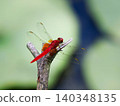 A red dragonfly perched on a branch 140348135