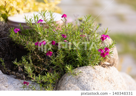 rock garden with pink creeping phlox plant rock garden with pink creeping phlox plant 140348331