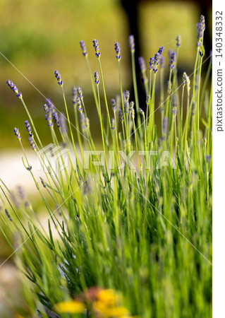 green lavender bush with young purple flower buds starting to bloom in a sunny summer garden 140348332