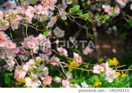 春天盛開的淡粉色木瓜花 春天盛開的淡粉色木瓜花 140348333