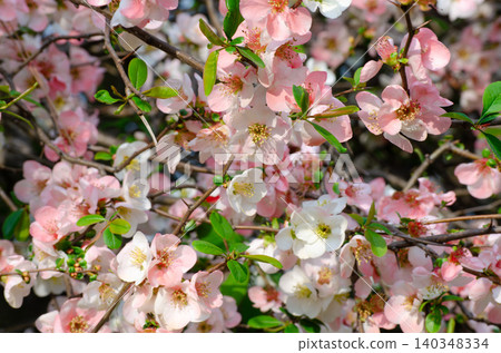 春天盛開的淡粉色木瓜花 春天盛開的淡粉色木瓜花 140348334