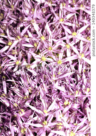 Stunning purple Allium Globemaster flower head floral background Stunning purple Allium Globemaster flower head floral background 140348379