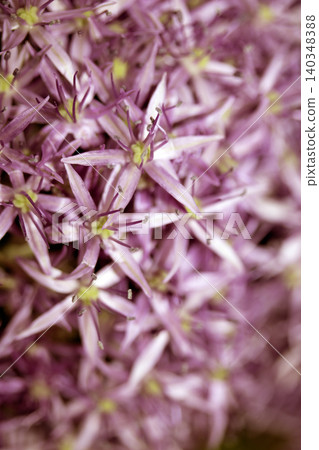 Stunning purple Allium Globemaster flower head floral background Stunning purple Allium Globemaster flower head floral background 140348388