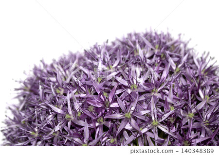 Stunning purple Allium Globemaster flower head floral on white background Stunning purple Allium Globemaster flower head floral on white background 140348389