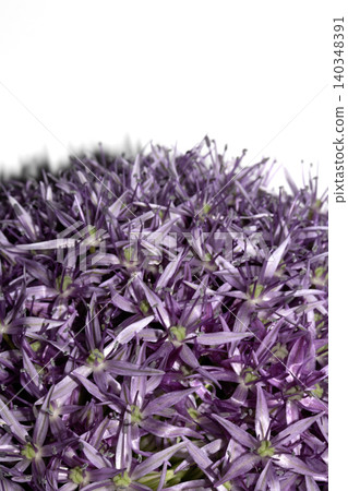 Stunning purple Allium Globemaster flower head floral on white background Stunning purple Allium Globemaster flower head floral on white background 140348391
