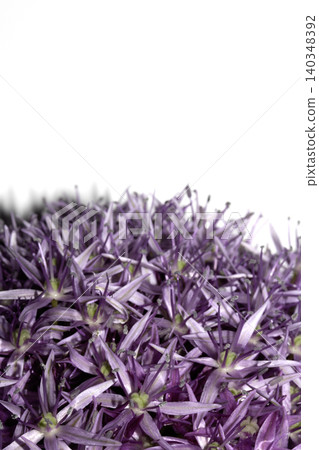 Stunning purple Allium Globemaster flower head floral on white background Stunning purple Allium Globemaster flower head floral on white background 140348392