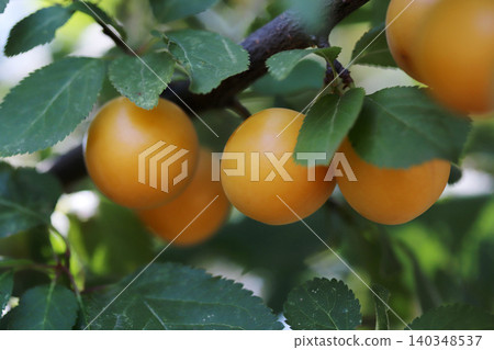 ripe yellow plums on the branches of the tree ripe yellow plums on the branches of the tree 140348537