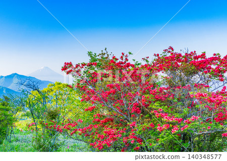 【山梨縣】清里美麗的森林裡盛開著山地杜鵑,遠處可看到富士山。 【山梨縣】清里美麗的森林裡盛開著山地杜鵑,遠處可看到富士山。 140348577
