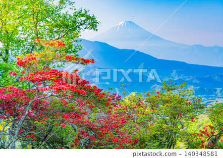 【山梨縣】清里美麗的森林裡盛開著山地杜鵑，遠處可看到富士山。 140348581