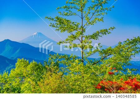 【山梨縣】清里美麗的森林裡盛開著山地杜鵑,遠處可看到富士山。 【山梨縣】清里美麗的森林裡盛開著山地杜鵑,遠處可看到富士山。 140348585