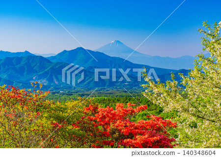 【山梨縣】清里美麗的森林裡盛開著山地杜鵑,遠處可看到富士山。 【山梨縣】清里美麗的森林裡盛開著山地杜鵑,遠處可看到富士山。 140348604