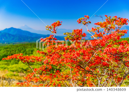 [Yamanashi Prefecture] Mountain azaleas bloom in the beautiful Kiyosato forest, with a distant view of Mt. Fuji. 140348609