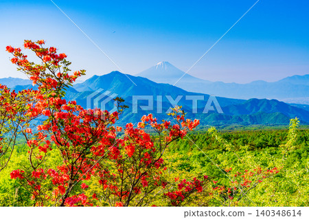 [Yamanashi Prefecture] Mountain azaleas bloom in the beautiful Kiyosato forest, with a distant view of Mt. Fuji. 140348614